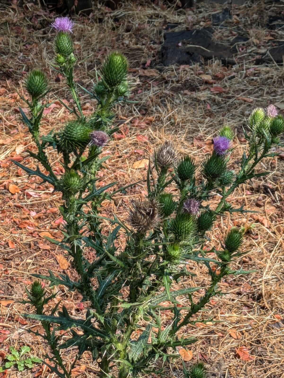 Organic Milk Thistle Seeds