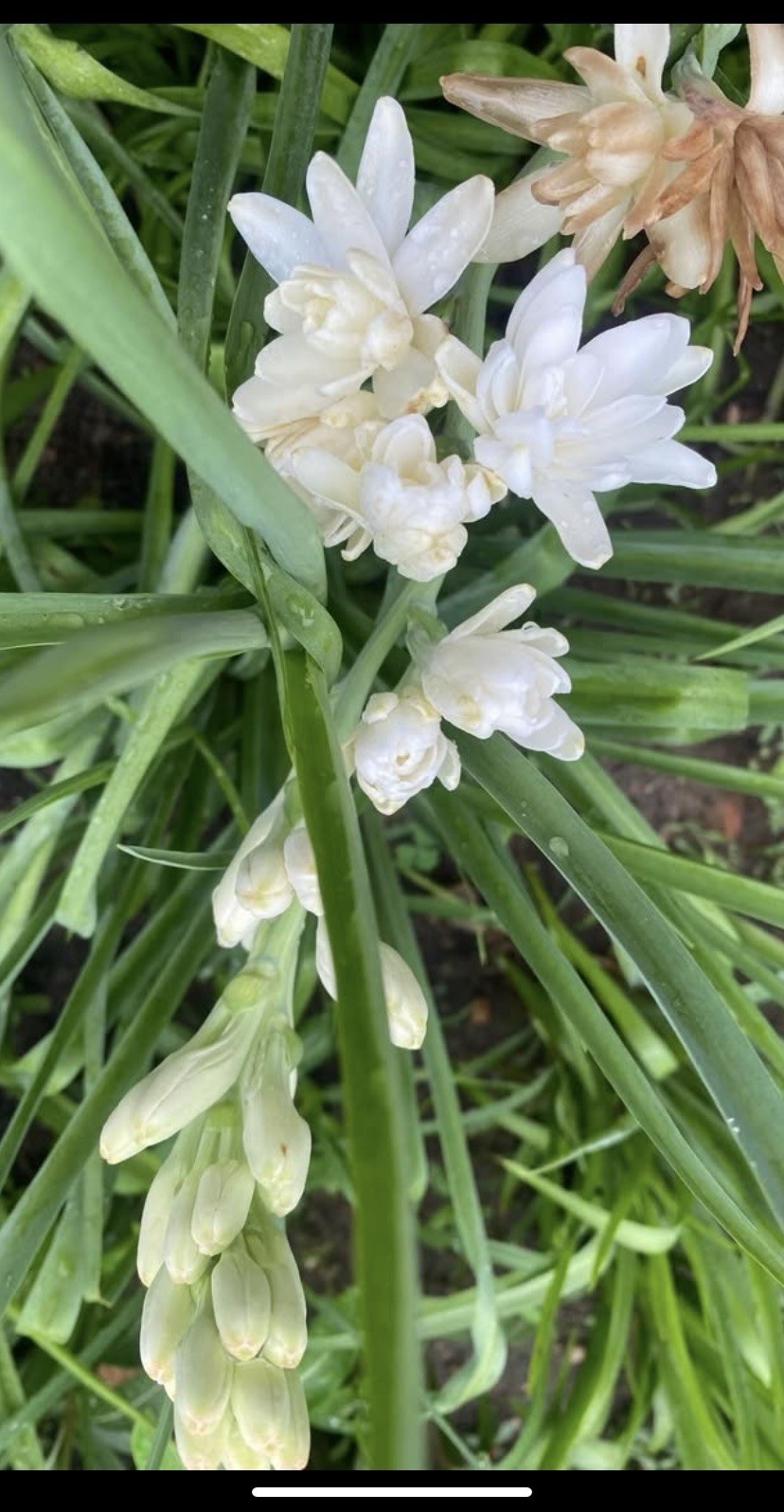 Tuberose Rojnigondha Mexican Tuberose 5- Plants Similar to Pictures