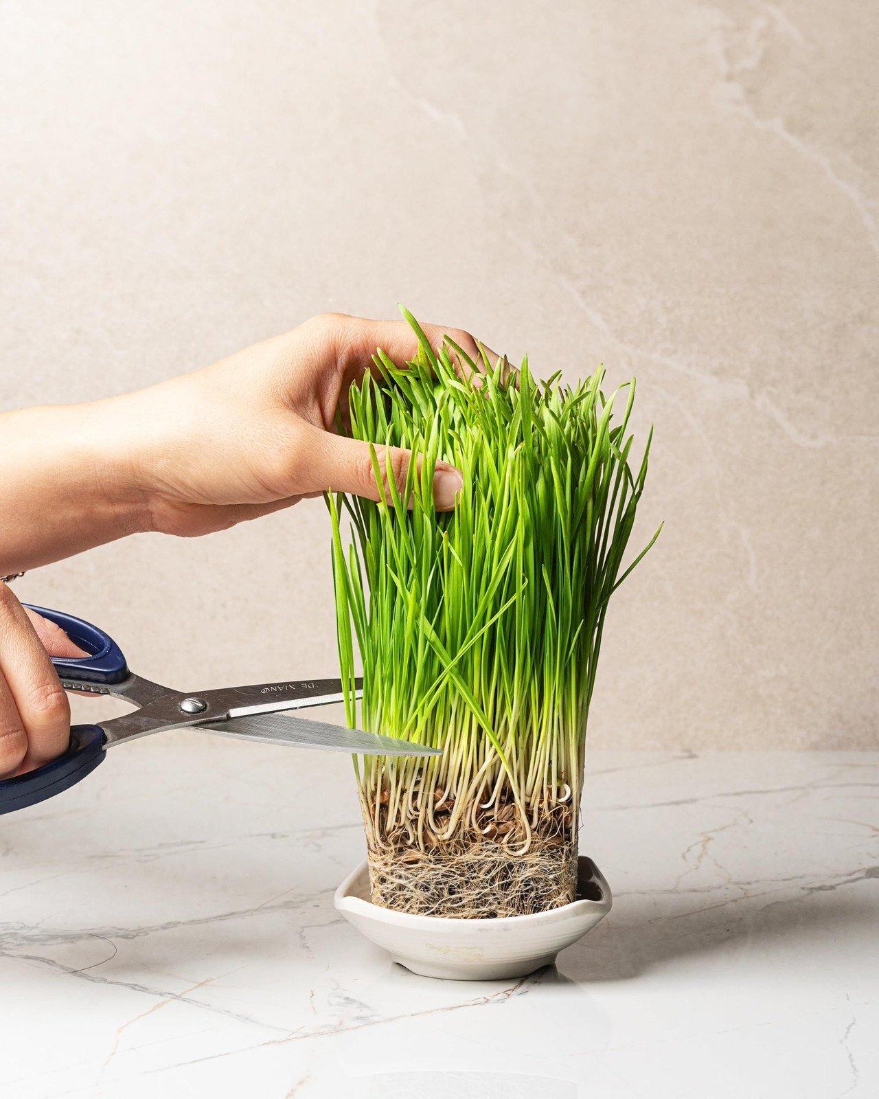 Organic Wheatgrass Seeds (16 oz) – Non-GMO, Heirloom for brown