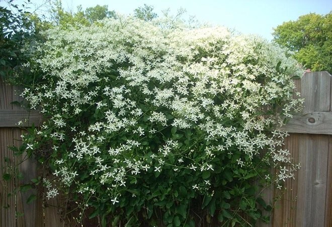 1-Year Roots Sweet Autumn Clematis (Virginsbower Clematis Paniculate Terniflora)