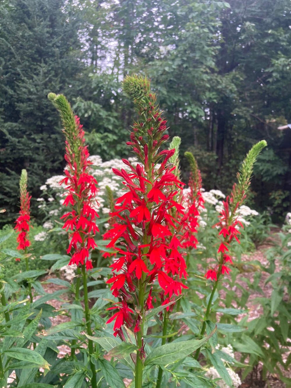 Cardinal Flower Seeds (Lobelia cardinalis) ~Native Wildflower Pollinator Garden