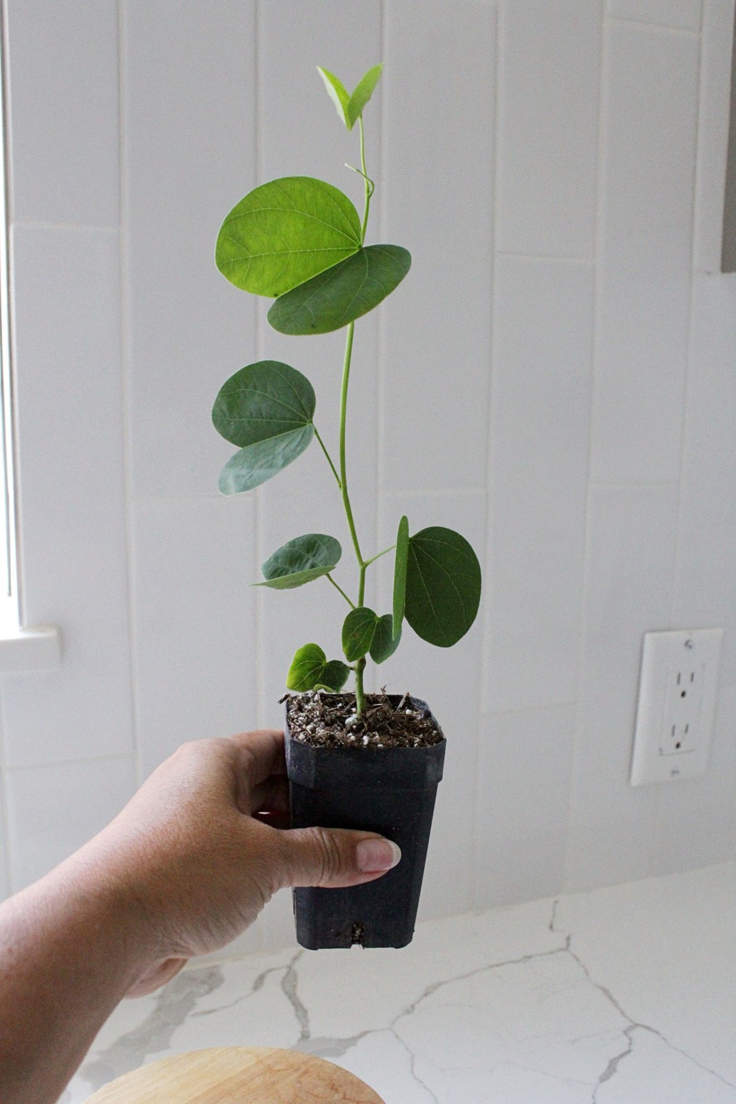 Orchid Tree – Flowering Garden Starter Tree