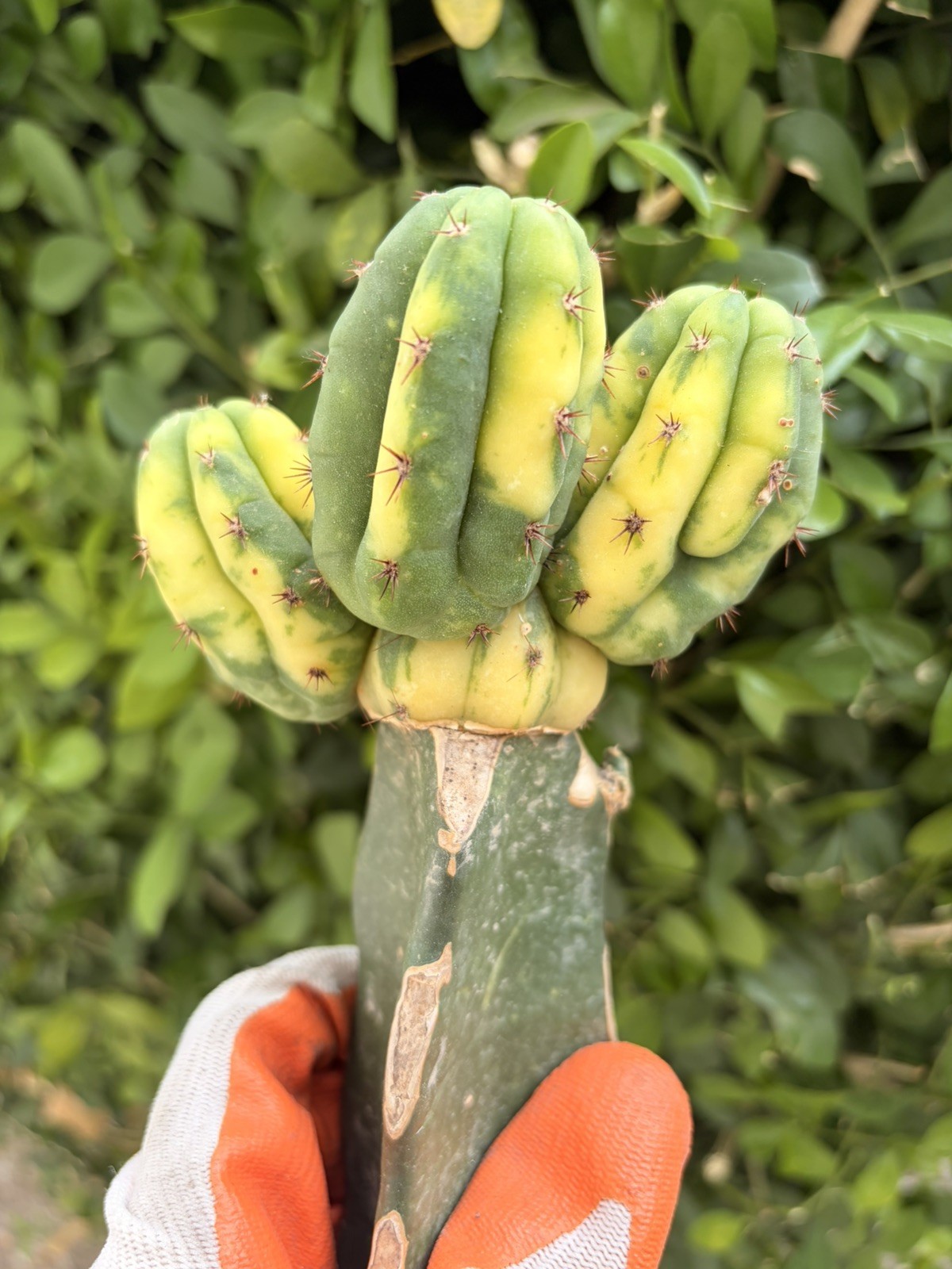 Rare Variegated Multi Headed Cactus Cluster Grafted