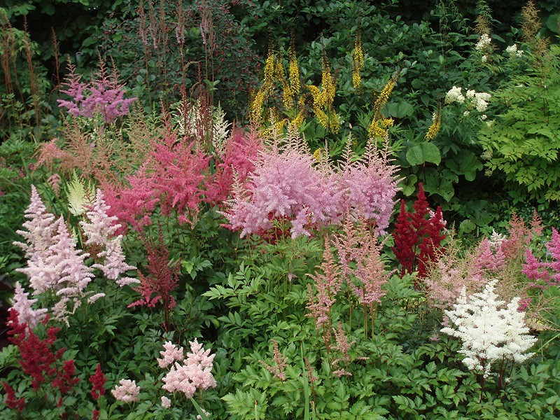 astilbe SURPRISE random color hardy sun shade perennial = 1 Potted Garden Plant