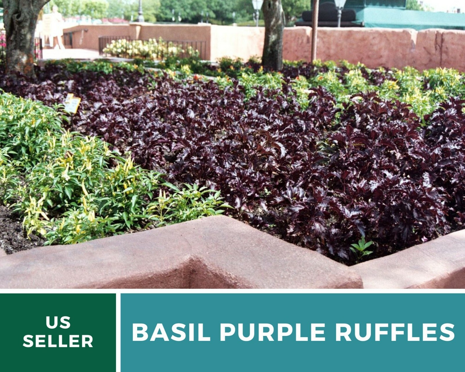 Basil, Purple Ruffles – 100 Seeds, Heirloom Herb (Ocimum basilicum)