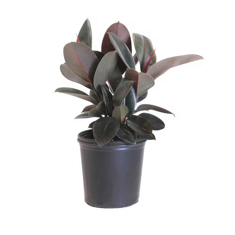 Ficus Elastica Burgandy Live Indoor Houseplant Shipped in 9.25 In. Grower Pot 24