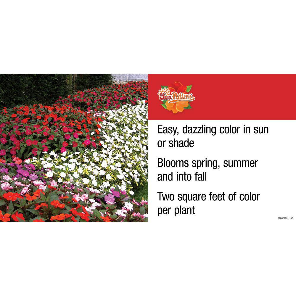2.5 In. Compact Hot Pink Sunpatiens Impatiens Outdoor Annual Plant with Pink Flo