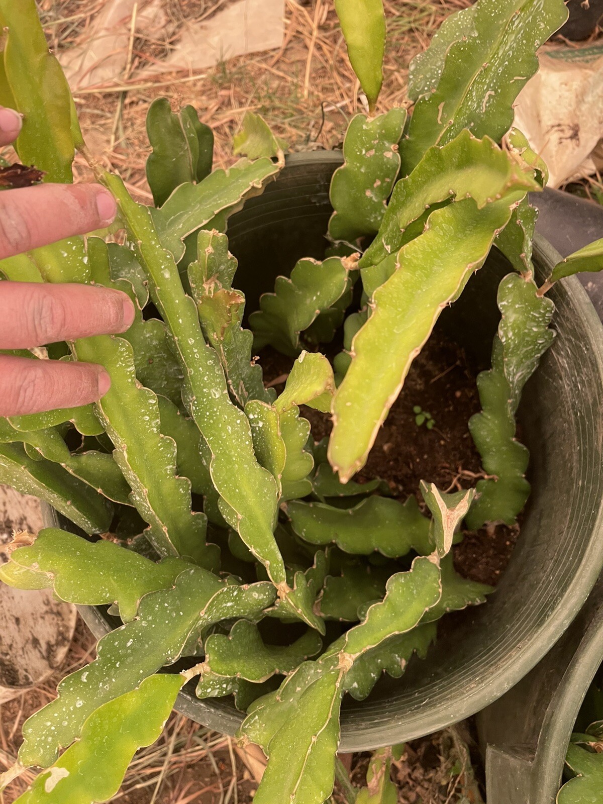 Mature “ PAUL THOMPSON’S 6-S” Dragon Fruit Cuttings