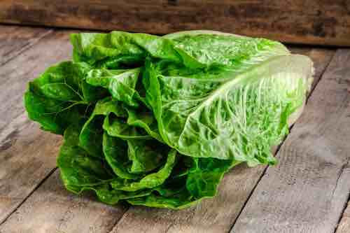 1000+Romaine Lettuce Seeds Parris Island Cos Romaine Lettuce(Lactuca sativa) USA