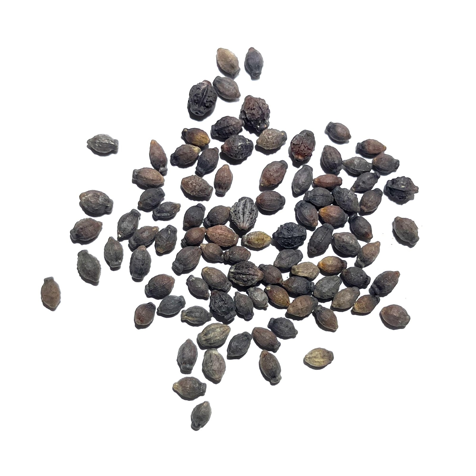Seed Needs Yellow Four O Clock Seeds to Plant 1 Pack (60 Seeds),
