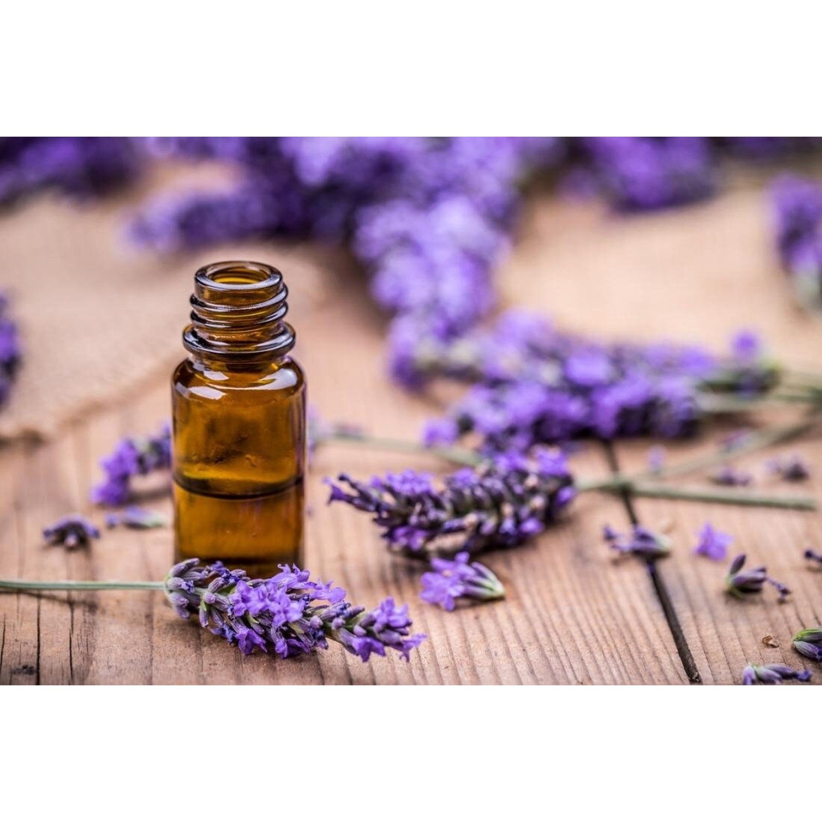 English Lavender Sweet Aromatic Flower True Lavender Heirloom Seeds – 100+