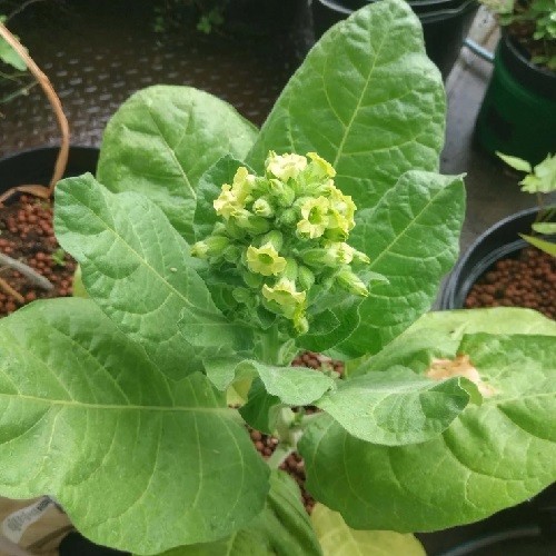 1,500 Sacred Aztec Ceremonial Nicotiana rustica Tobacco Seeds For Planting