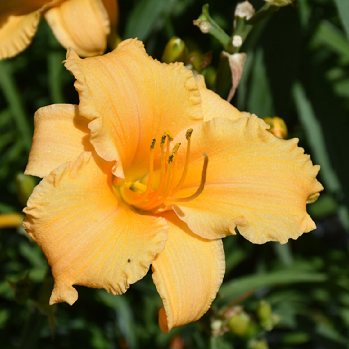 Reblooming Apricot Sparkles Daylily Hemerocallis One Rooted Starter Plant