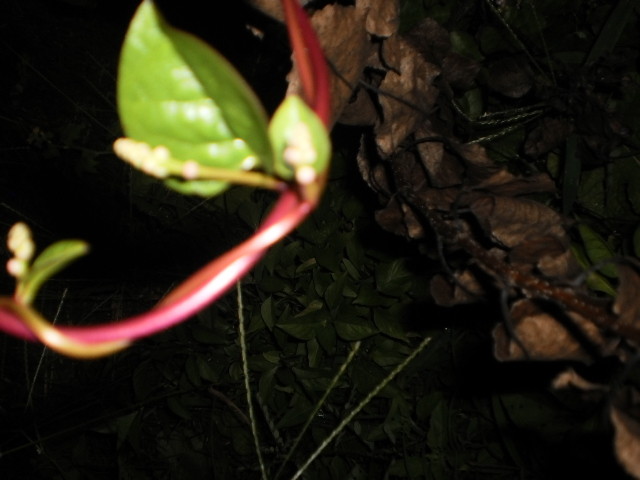 Malabar Spinach (red) (2 bare roots PLUS 6 FREE +- 6″) by October 2025/BEFORE