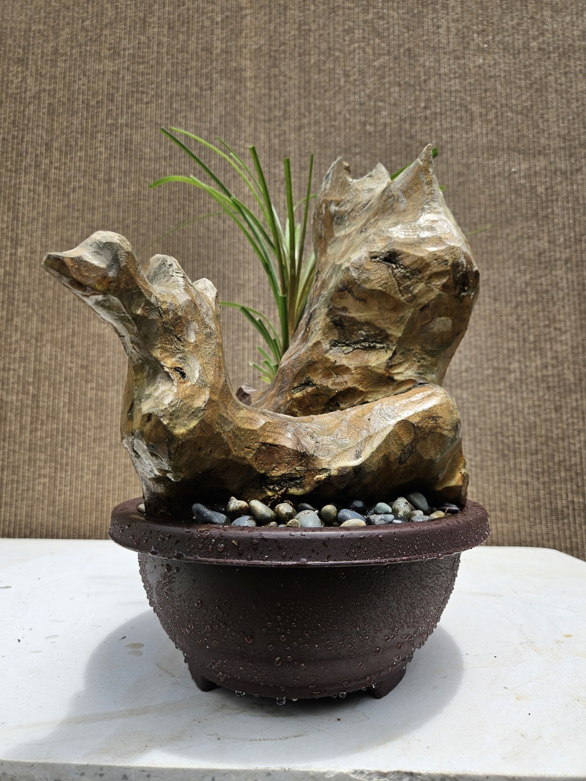 Ponytail Palm Bonsai Tree,,,, sale