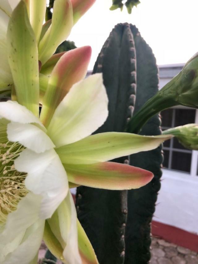 PERUVIAN APPLE CACTUS (Cereus peruvianus )ORGANIC ROOTING (2″-4″) STARTER PLANT