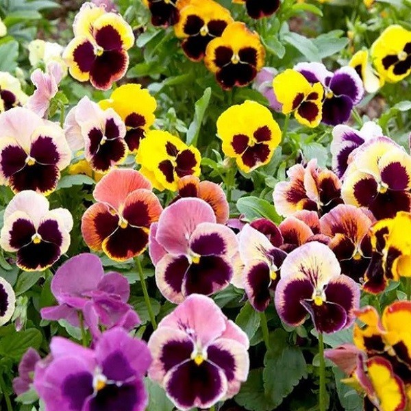 Pansy Swiss Giants Mixed Colors Seeds Organic, Non-GMO Viola Wittrockiana Roggli