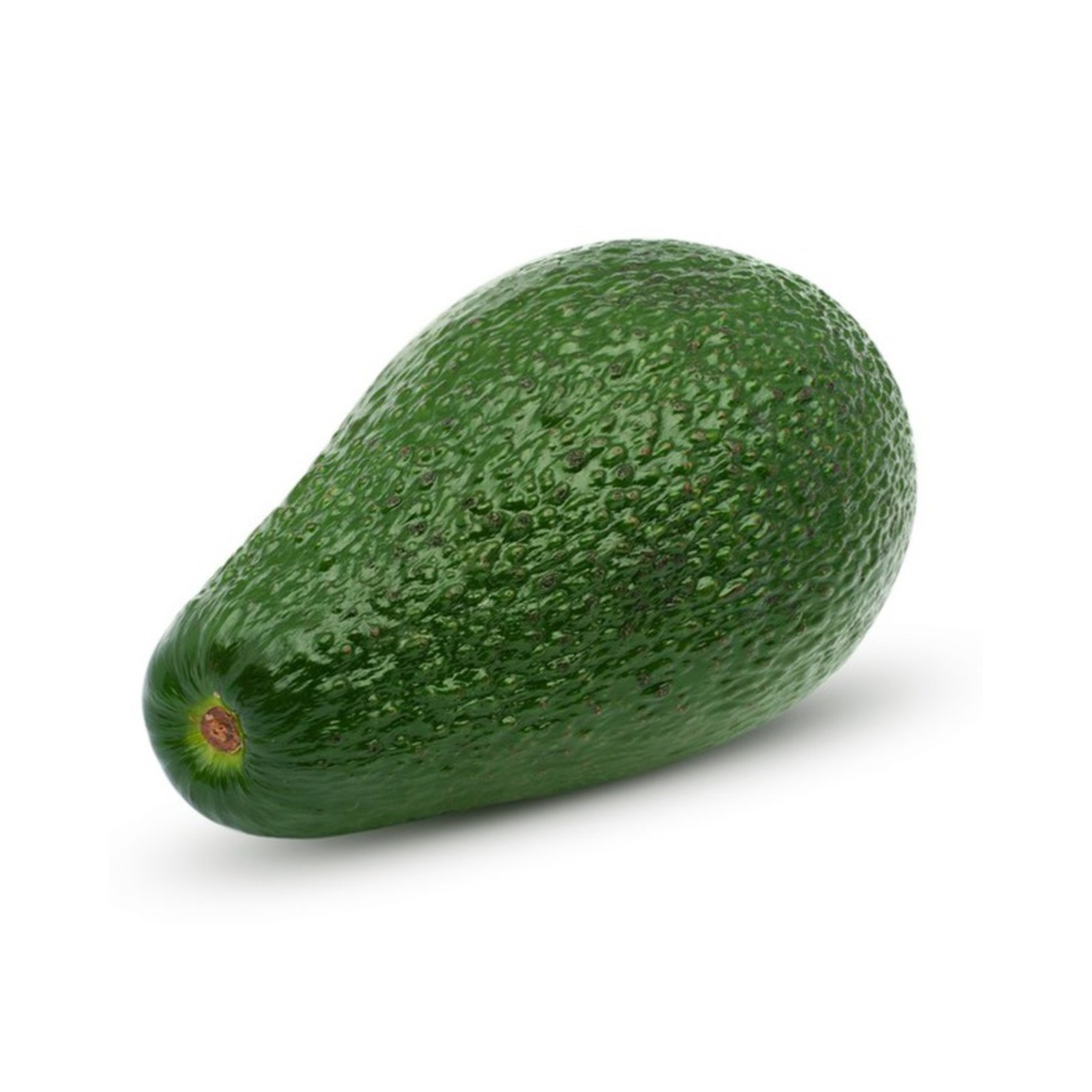 Avocado ‘Pinkerton’ grafted plant, Primo Size 18”-36” tall, “A” type