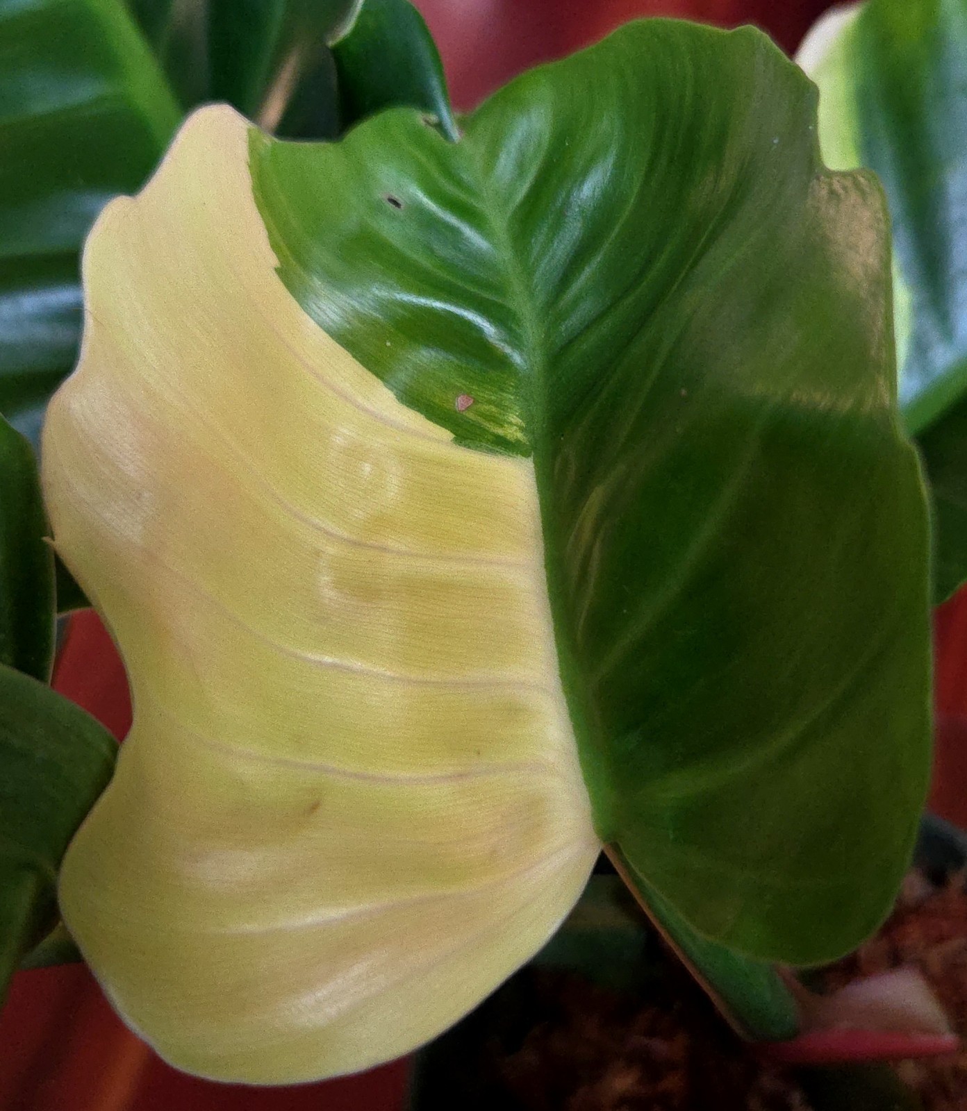 Rare NEW! Philodendron Variegated Jungle Boogi 18″ Wide Not Monstera Anthurium