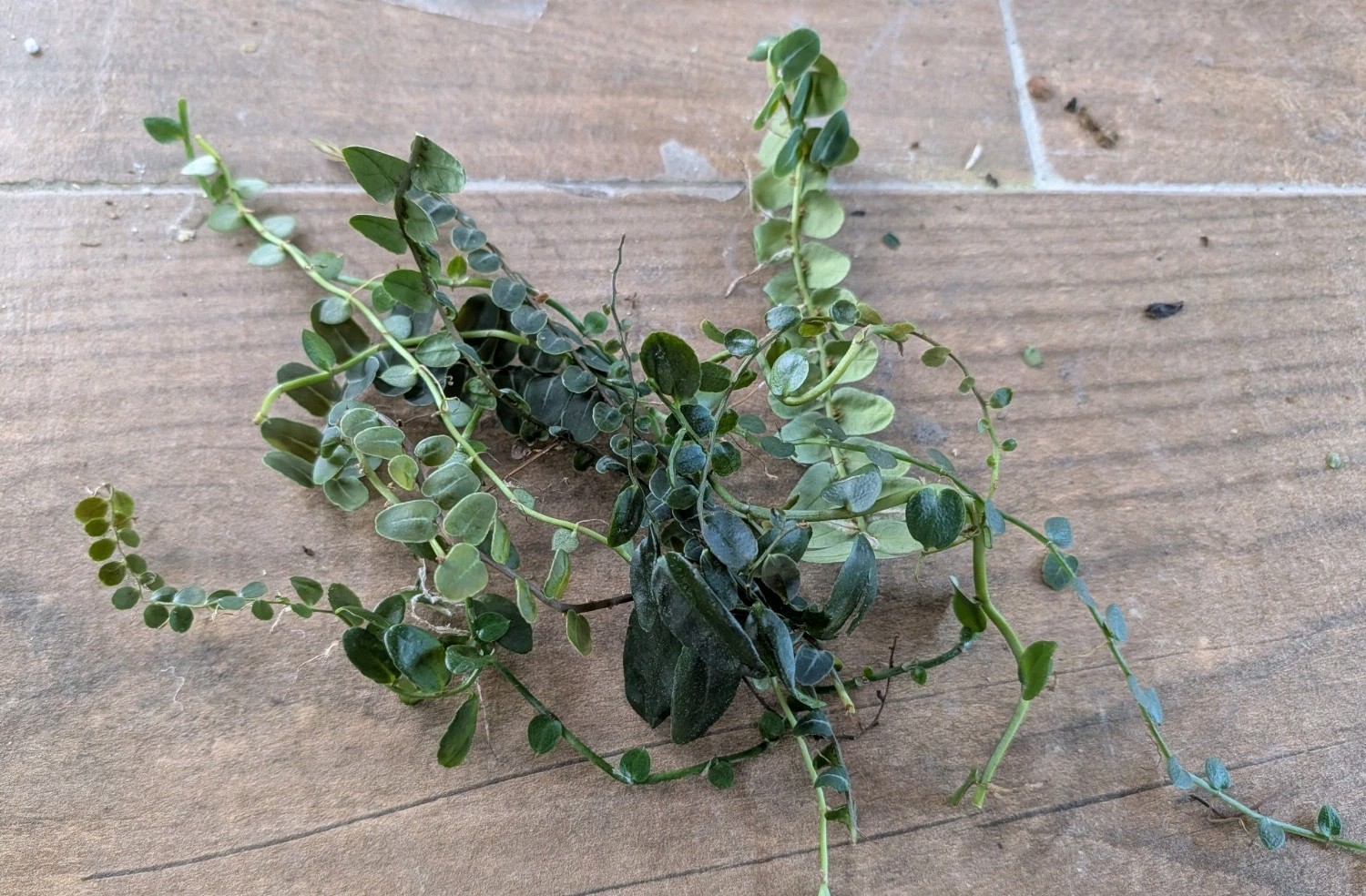 Marcgravia 10 Cuttings ~ Terrarium ~ Vivarium/ Dart Frog ~ 5+ inches long