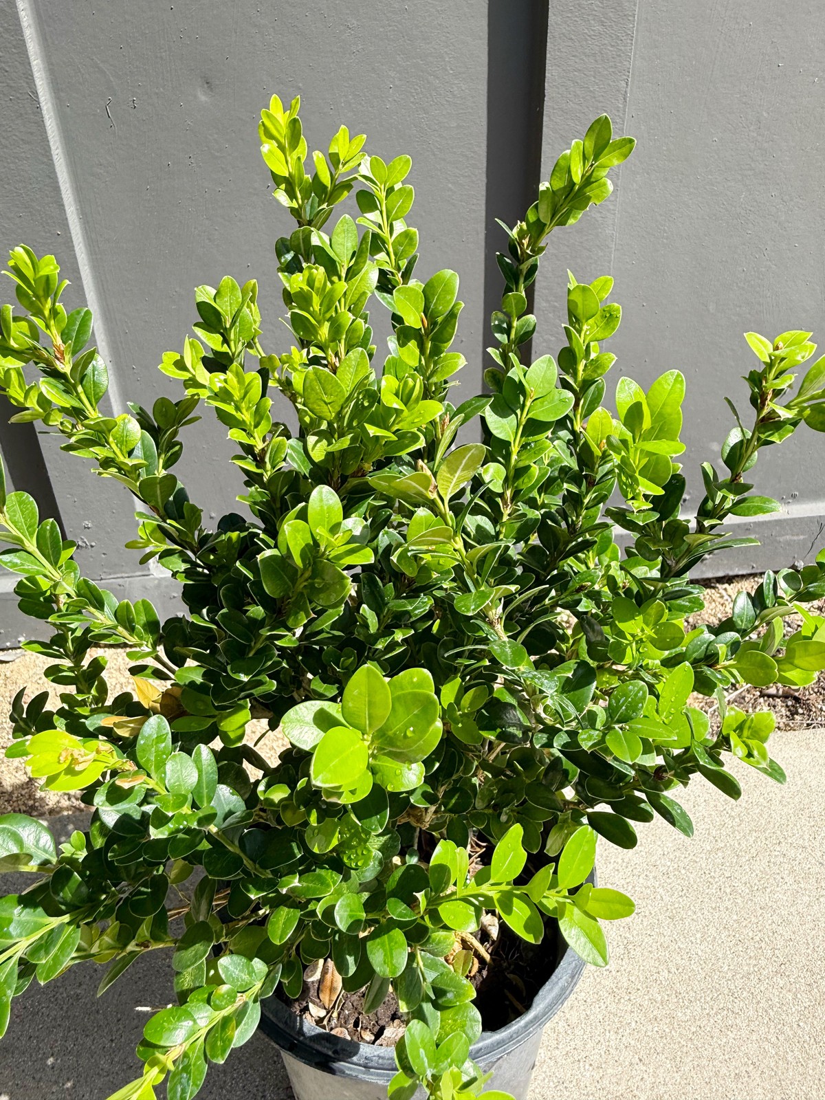 Green Beauty Boxwood, 1 Gallon Pot, Evergreen Hedge Shrub