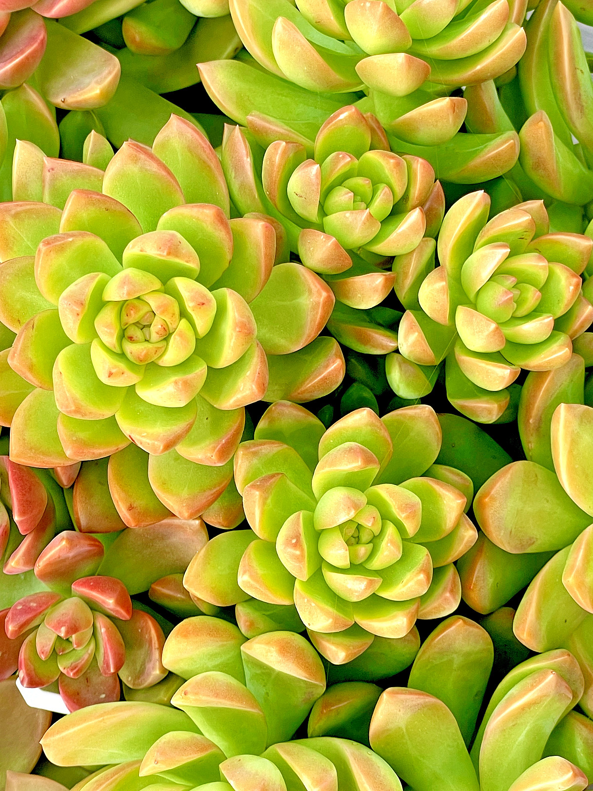 Rare Sedum Adolphi Golden Glow 2-3 Inches Succulent Easy Care Live Plant Cutting
