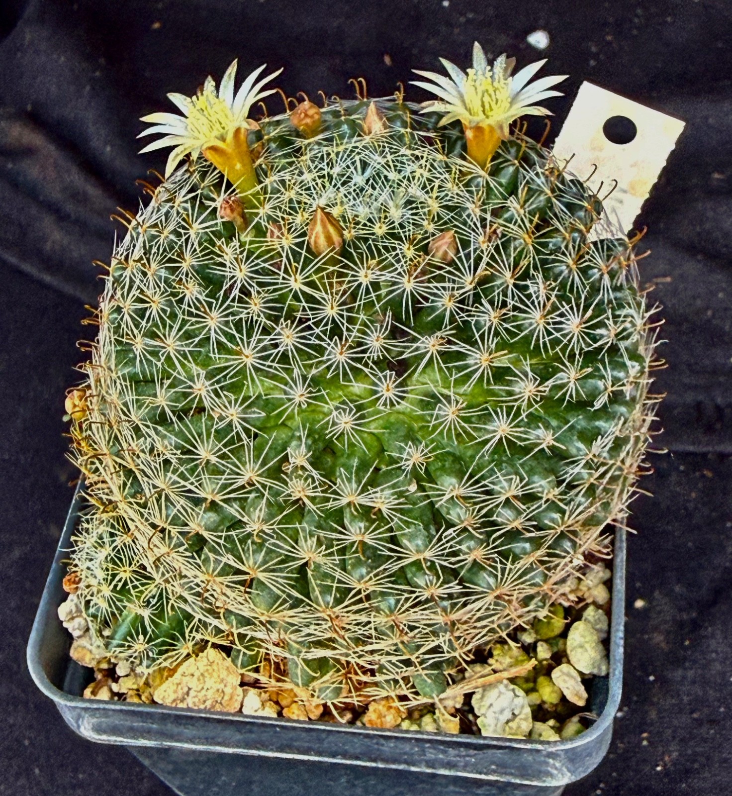 Mammillaria tezontle, mature cactus plant