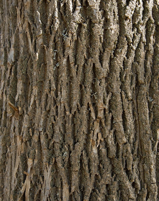 5 Green Ash Tree 12-24″ Fraxinus pennsylvanica Bare Root