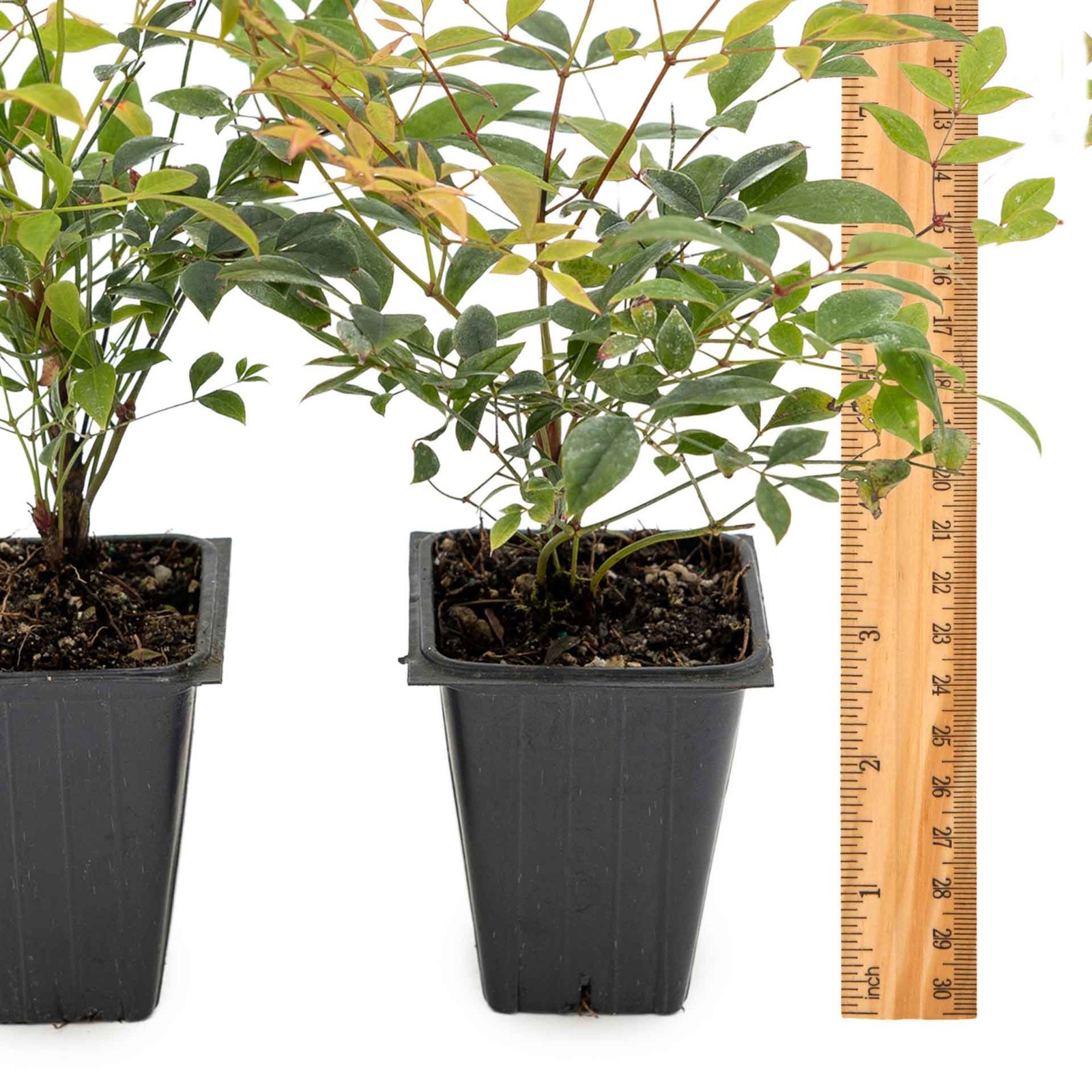 2 Gulf Tide Heavenly Bamboo Plants in 3.5” Cube, Live Red-Tip Shrub (Nandina)