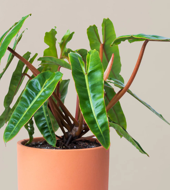 Philodendron Billietiae Green Plant – 2-5″ Tall – Tropical Aroid Houseplant