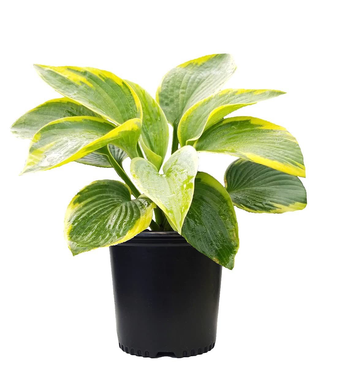 Hosta ‘Frances Williams’ Hosta Perennial, blue-green foliage with gold edge, 1