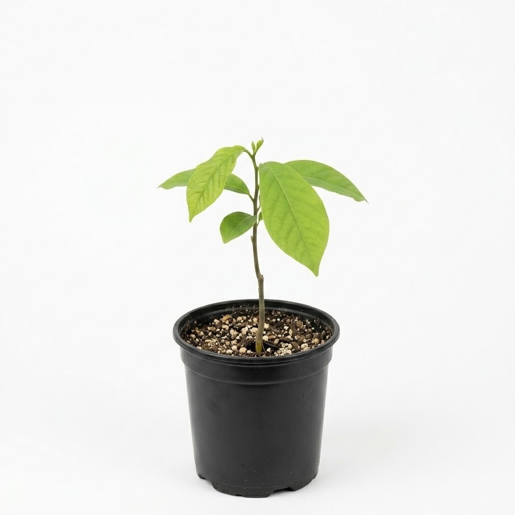 Paw Paw Tree Live Plant Allegheny Grafted Fruit Asimina Triloba 3 In Nursery Pot