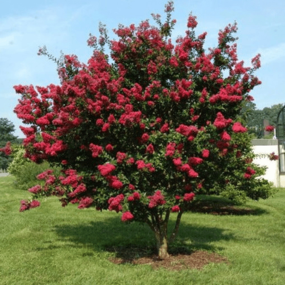 Cherokee Crape Myrtle: Lush Wine-Red Color Perfect for Hedges and Borders