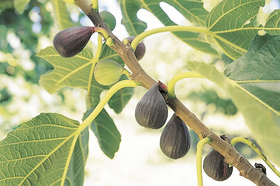 3 Violette de Bordeaux Fig Tree Ficus carica Starter Plug