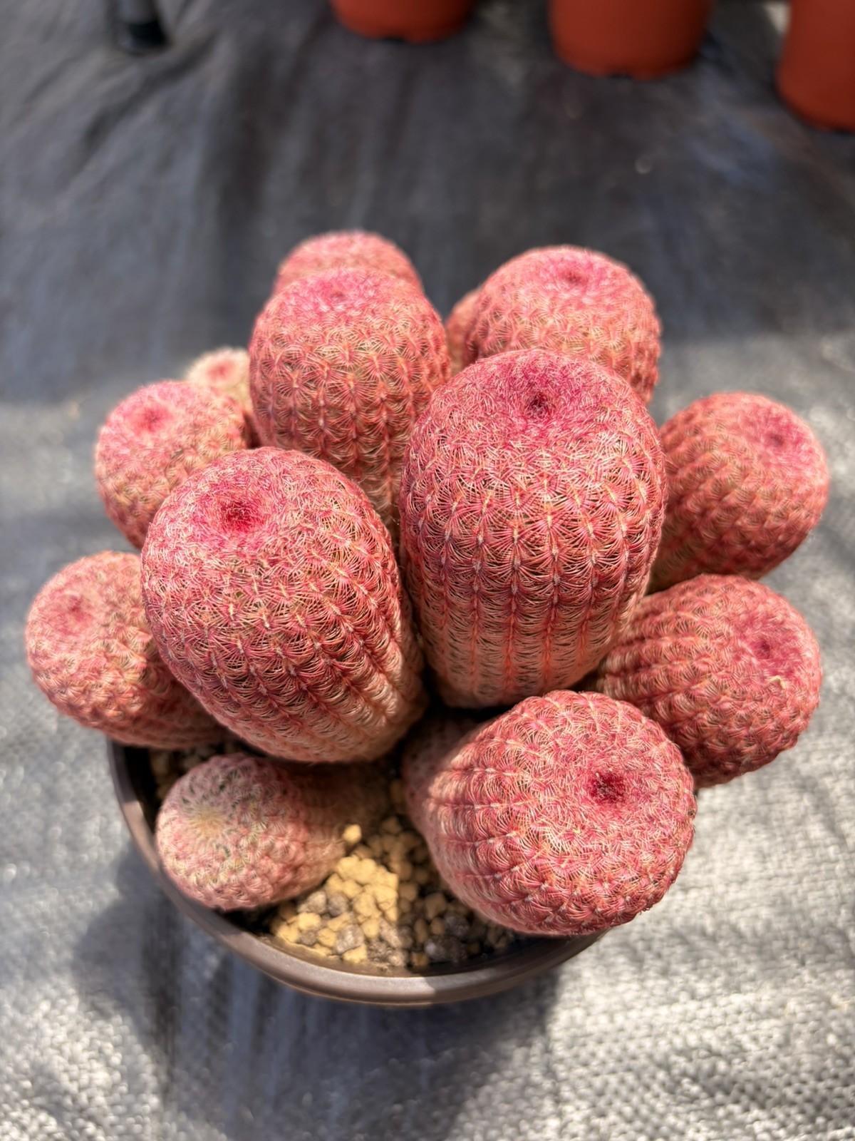 Rare Rainbow Cactus Cluster