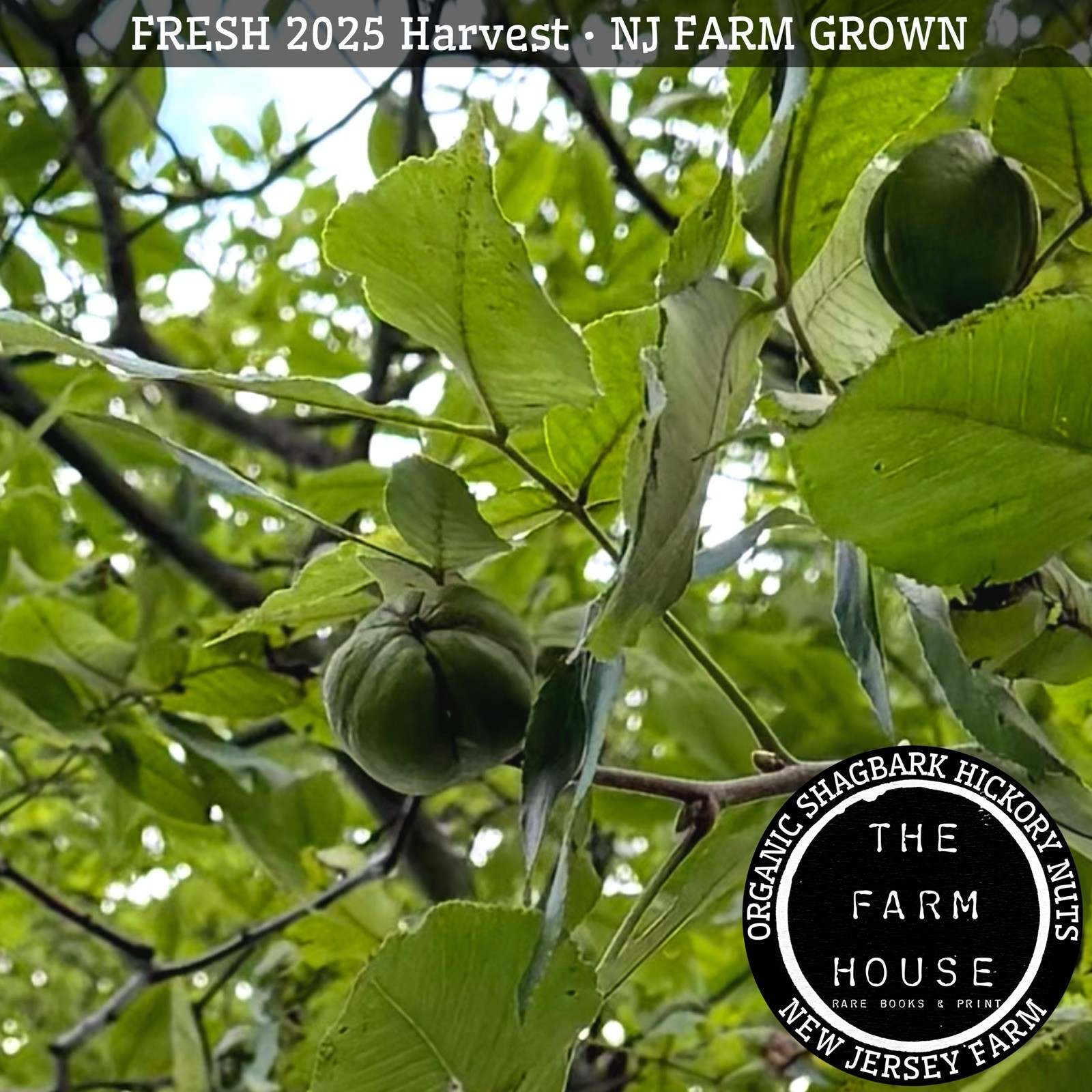 1 Pound Shagbark Hickory Nuts – NJ FARM – 2025 Harvest – Deer & Wildlife Forage