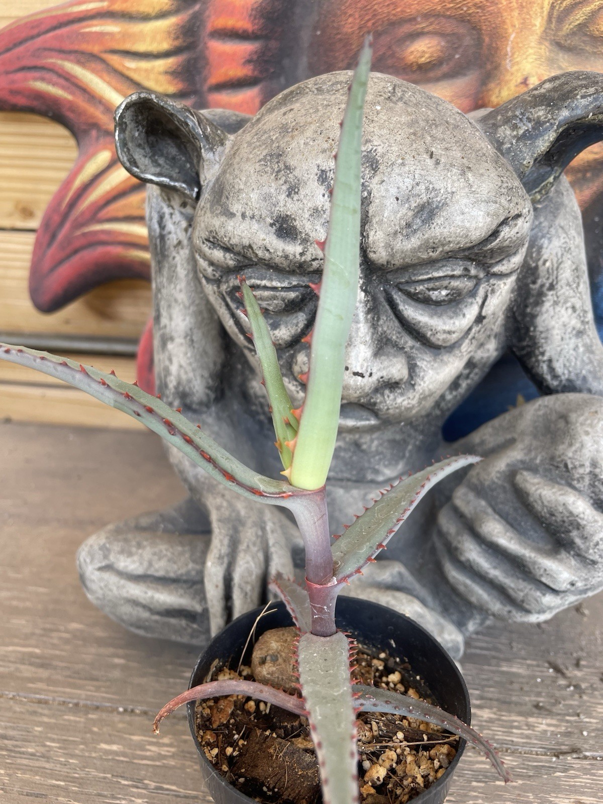 Aloe DIVARICATA — “Mr. Toothy” rare aloe seedling — SEED GROWN!!