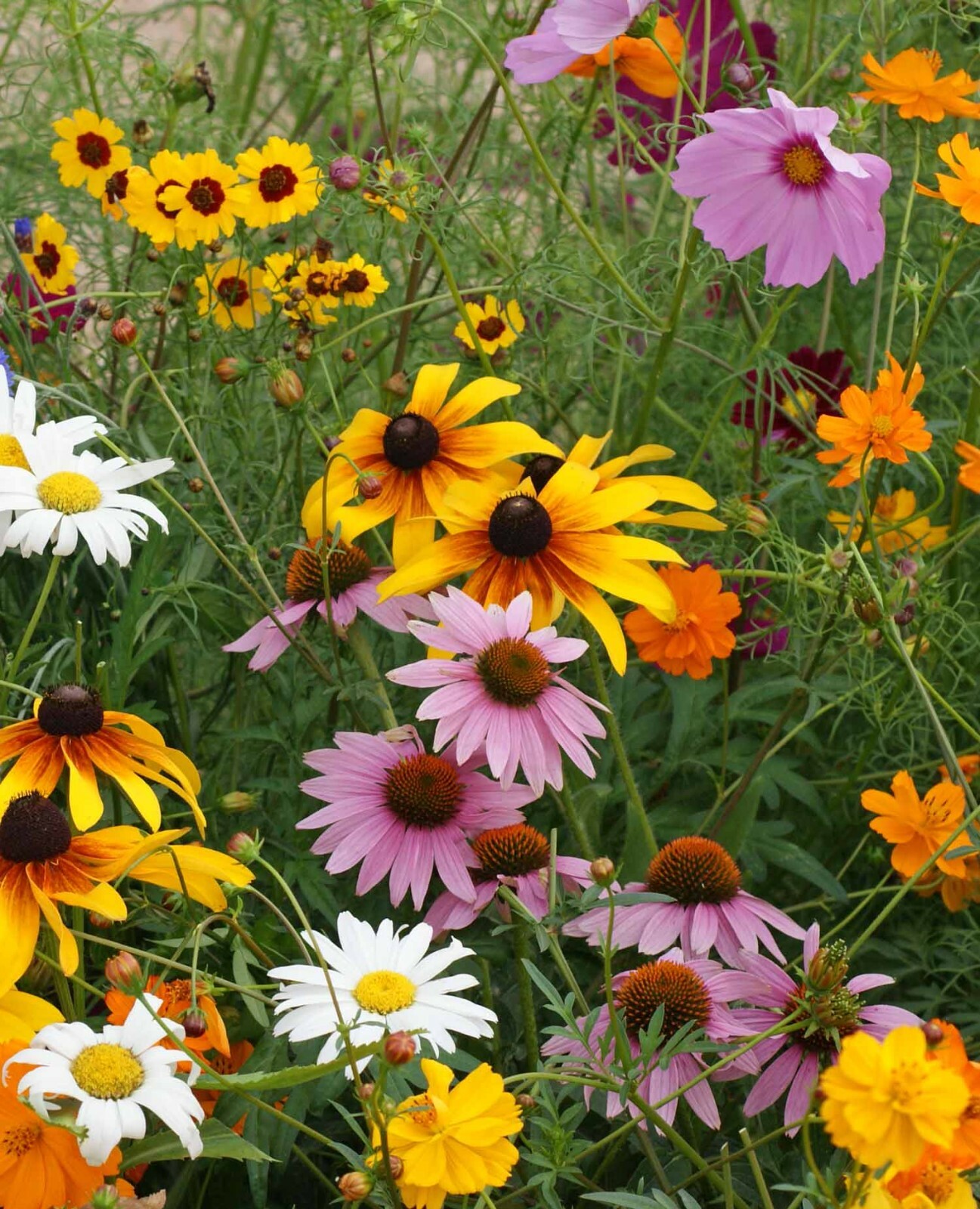 Wildflower Mix CUT FLOWERS Beautiful Blooms Heirloom USA Non-GMO 500+ Seeds!