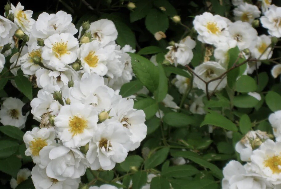 Rambler Rose (Rosa Multiflora) 15 UNROOTED Cuttings For Propagation