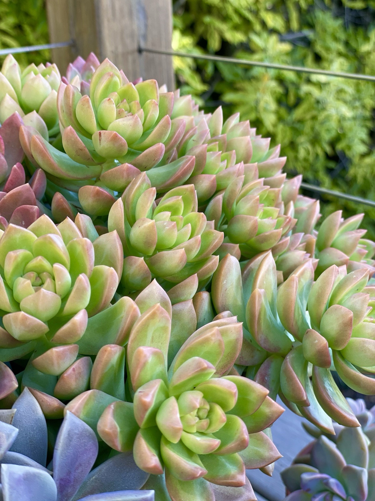 Rare Succulent Sedum Adolphi Golden Glow 2-3 Inches Unrooted Live Plant Cutting