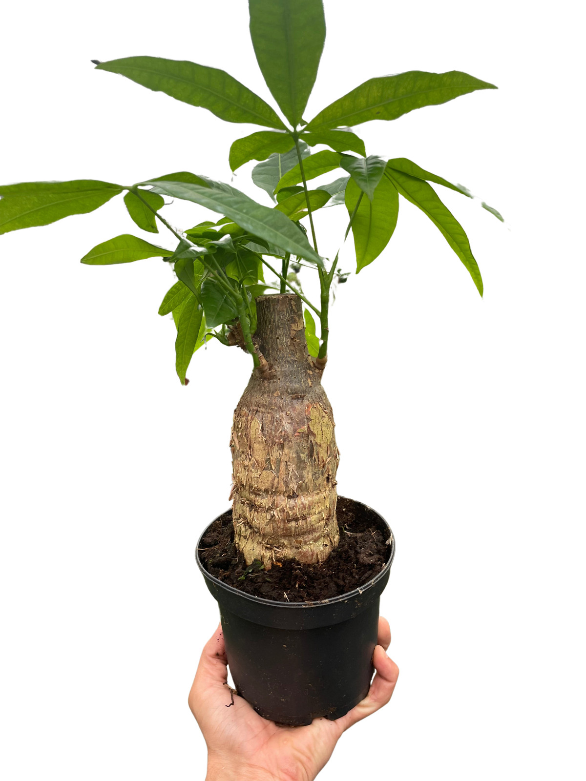 Money Tree Guiana Chestnut Pachira Stump • Braided Trunk Good Luck