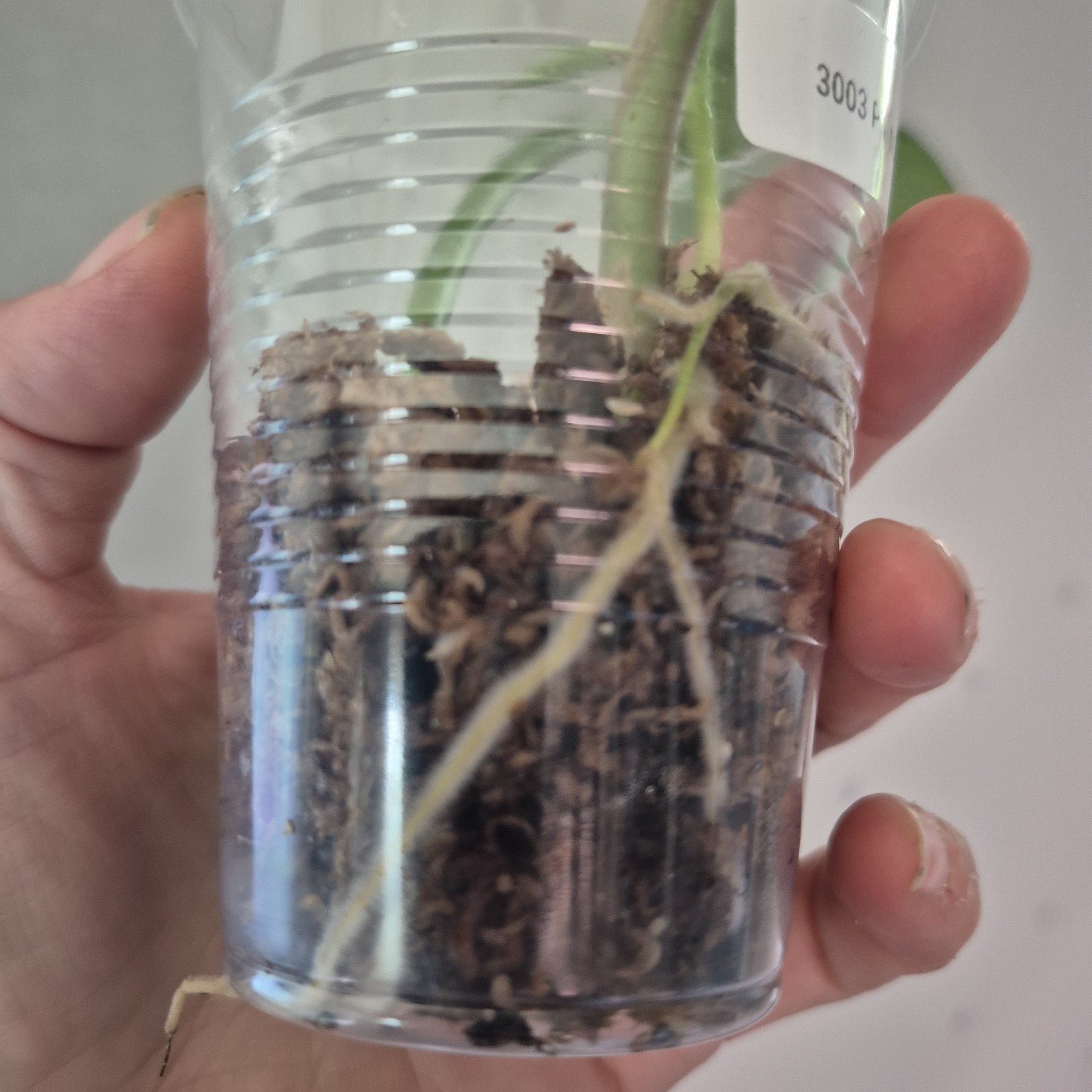 UNKNOWN Philodendron NOID – rooted tropical Indoors live plant 3 Inch Cup