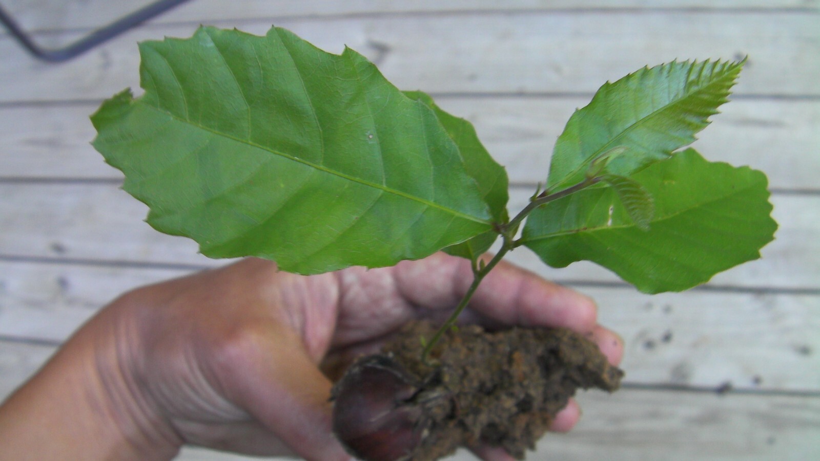 6 thin cuttings of organic Dunstan American-Chinese disease resistant chestnut