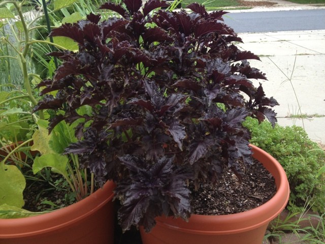 300+ seeds PURPLE DARK OPAL BASIL Ocimum basilicum ‘Dark Opal’