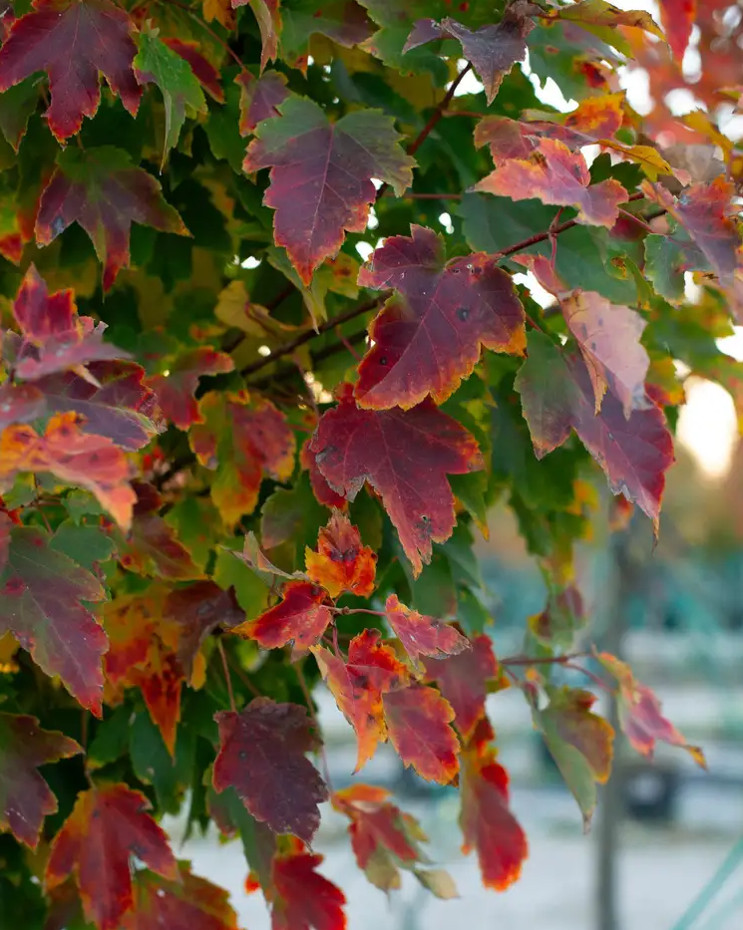 2 Live Brandywine Maple Plants – 4–6” Tall – 3” Pot – Landscape Tree