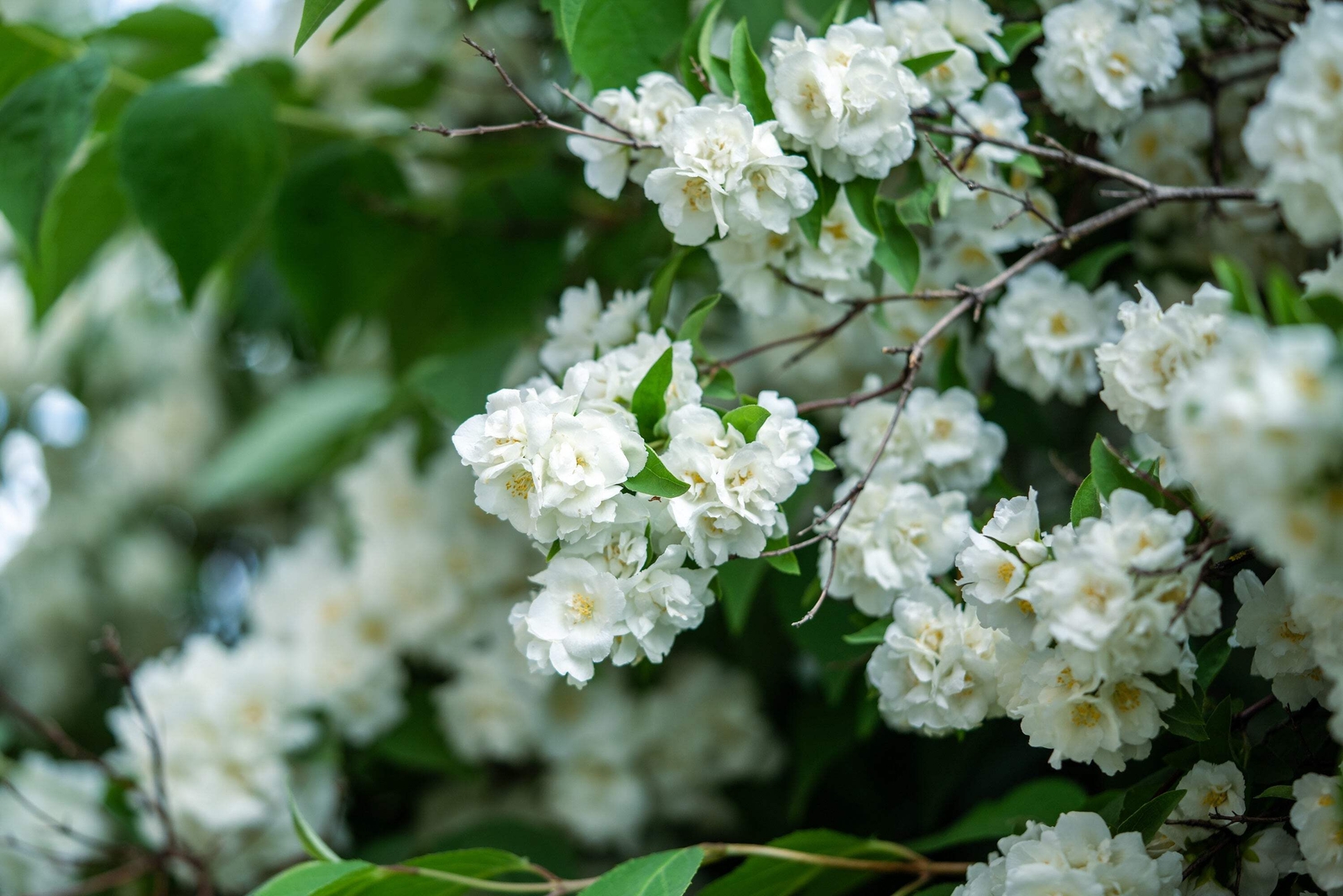 20 SWEET MOCK ORANGE English Dogwood Philadelphus Coronarius Shrub Flower Seeds