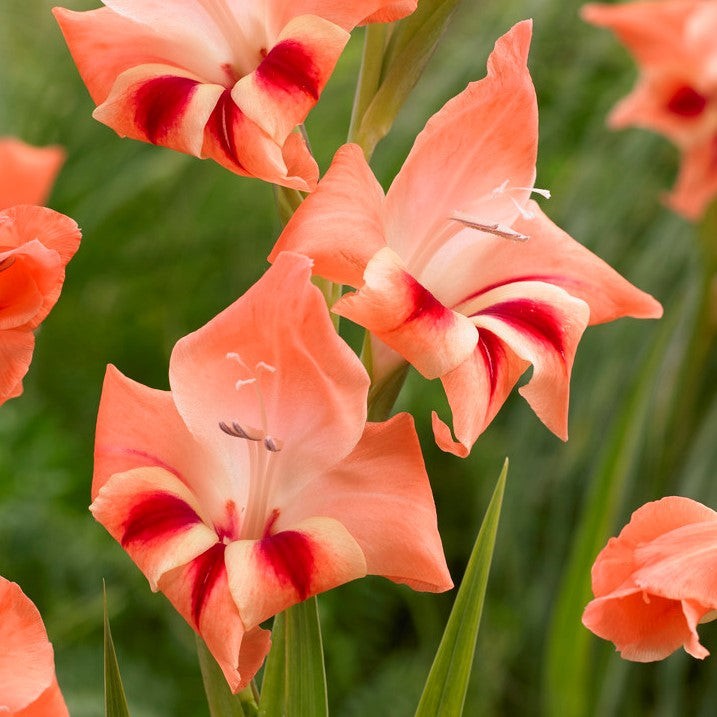 Hardy Gladiolus Nanus Easy to Grow Mix 30 Plant Bulbs, Spring to Summer Flowers