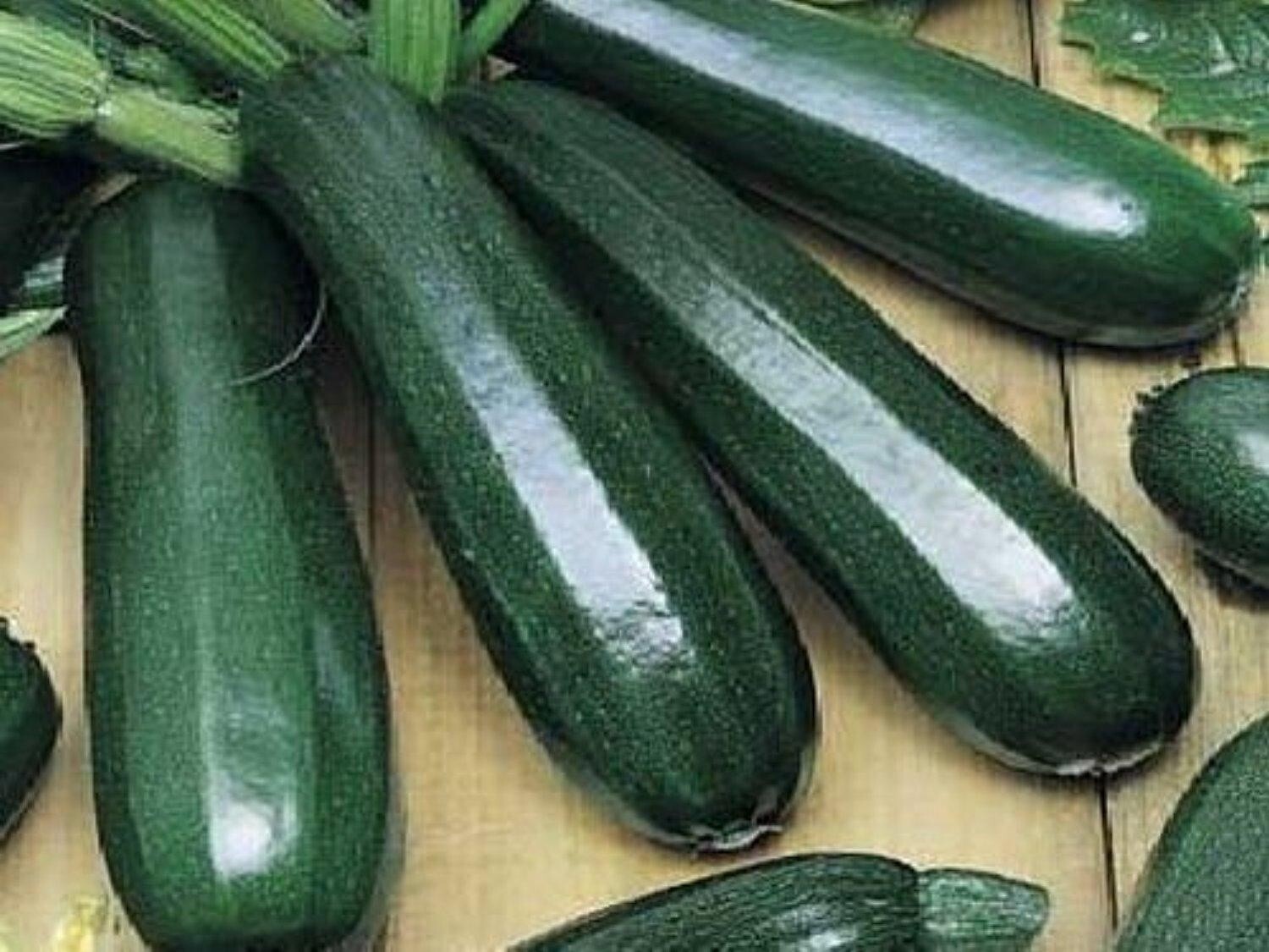 25+ BLACK BEAUTY Zucchini Squash ———– HEIRLOOM – NON GMO