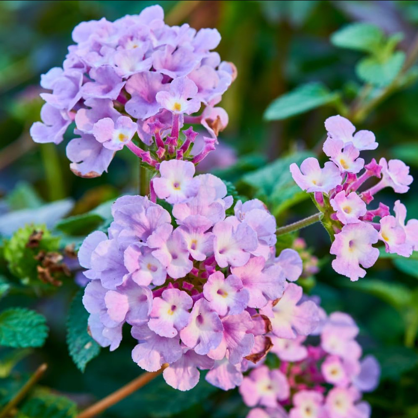Lantana Purple Live Plant for Planting Lantana Plants Live, 4-6″Tall Ship No Pot