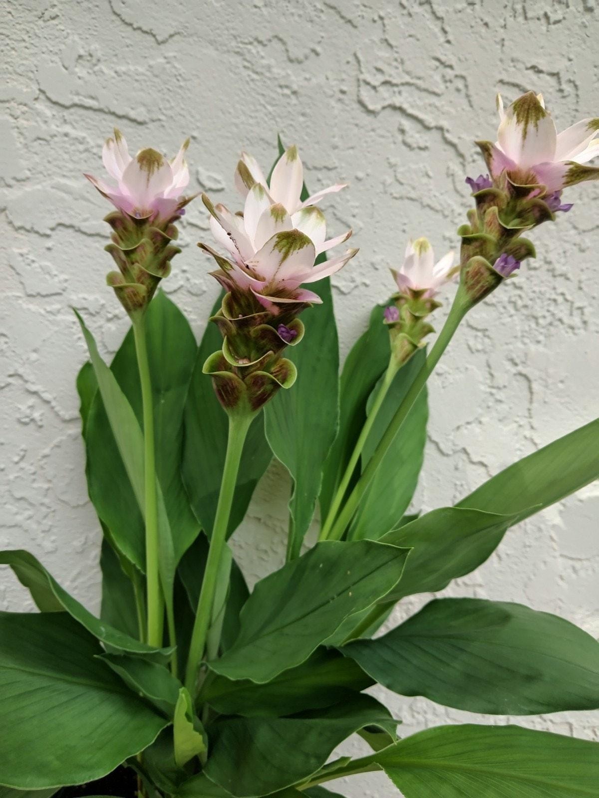 Curcuma Alismatifolia -BAREROOT Large WHITE Siam Tulip – Siam Sparkling Ginger